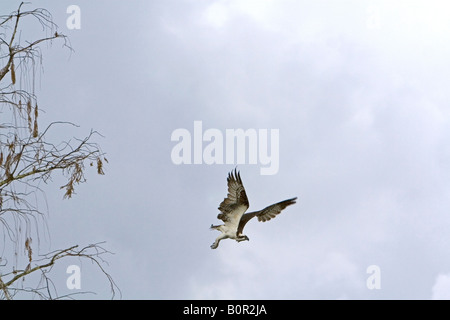 Fischadler fliegen in Florida Everglades Nationalpark Stockfoto