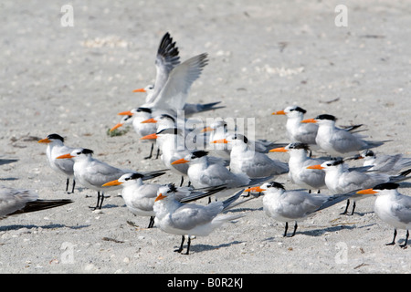 Königliche Seeschwalben am Strand von Sanibel Island an der Golfküste von Florida Stockfoto