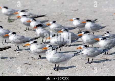 Königliche Seeschwalben am Strand von Sanibel Island an der Golfküste von Florida Stockfoto