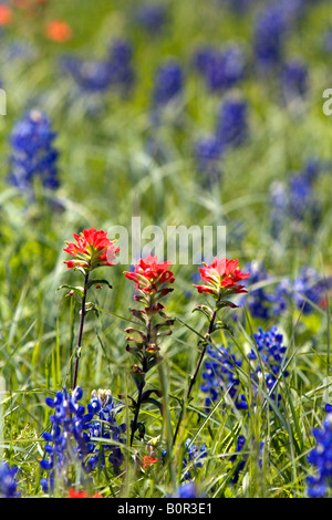 Ein Feld von Indian Paintbrush und Bluebonnet Wildblumen im Washington County Texas Stockfoto