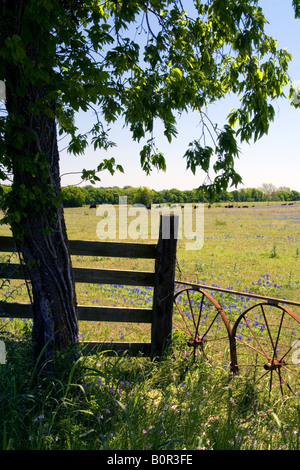 Bereich der Bluebonnet Wildblumen im Washington County Texas Stockfoto