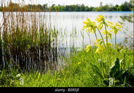 Mühlensee, ein Naturreservat in Cotswold Water Park, Gloucestershire, England, Großbritannien, mit einem Schlüsselblume Primula Veris im Vordergrund Stockfoto