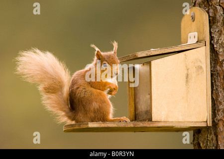 Eurasische Eichhörnchen (Sciurus Vulgaris) auf einem Futterhaus in Roseisle Wald, Moray, Schottland, Großbritannien Stockfoto