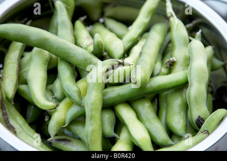 frisch gepflückten grünen Bohnen in collender Stockfoto