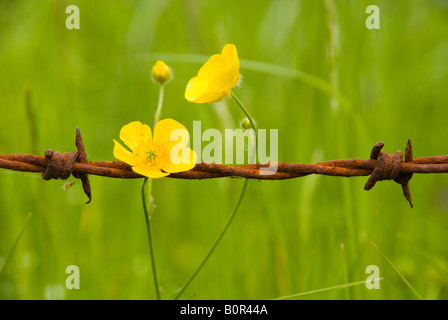 Furnished Bad BaNES England UK Buttercup und rostiger Stacheldraht Stockfoto