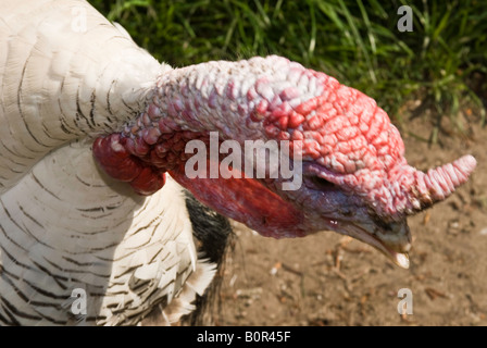 Türkei-Köpfe auf einem Bauernhof. Zwei Truthähne einander zugewandt, mit einem Rasen-Hintergrund. Talking Heads. Farben rot, grün und weiß. Kleinvieh im Chat Stockfoto