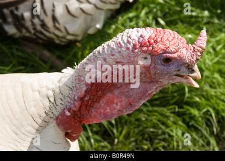 Türkei-Köpfe auf einem Bauernhof. Zwei Truthähne einander zugewandt, mit einem Rasen-Hintergrund. Talking Heads. Farben rot, grün und weiß. Kleinvieh im Chat Stockfoto