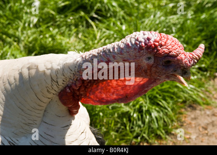 Türkei-Köpfe auf einem Bauernhof. Zwei Truthähne einander zugewandt, mit einem Rasen-Hintergrund. Talking Heads. Farben rot, grün und weiß. Kleinvieh im Chat Stockfoto