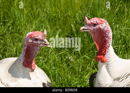 Türkei-Köpfe auf einem Bauernhof. Zwei Truthähne einander zugewandt, mit einem Rasen-Hintergrund. Talking Heads. Farben rot, grün und weiß. Kleinvieh im Chat Stockfoto