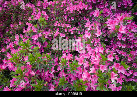 Ein Büschel von blühenden Azaleen (Frankreich). Massif d'Azalées du Japon (Rhododendron sp) En Fleurs (Frankreich). Stockfoto