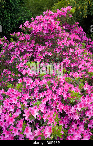 Ein Büschel von blühenden Azaleen (Frankreich). Massif d'Azalées du Japon (Rhododendron sp) En Fleurs (Frankreich). Stockfoto