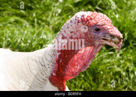 Türkei-Köpfe auf einem Bauernhof. Zwei Truthähne einander zugewandt, mit einem Rasen-Hintergrund. Talking Heads. Farben rot, grün und weiß. Kleinvieh im Chat Stockfoto