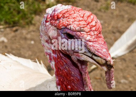 Türkei-Köpfe auf einem Bauernhof. Zwei Truthähne einander zugewandt, mit einem Rasen-Hintergrund. Talking Heads. Farben rot, grün und weiß. Kleinvieh im Chat Stockfoto