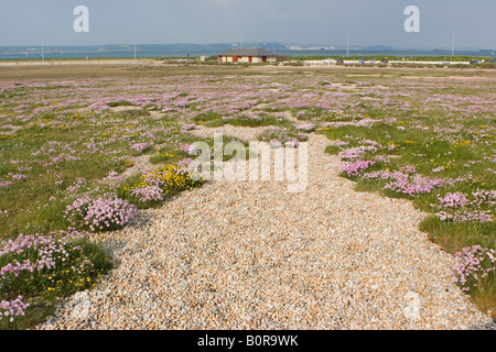 Chesil Beach im Mai bei Ferrybridge zwischen Weymouth und Portland Stockfoto