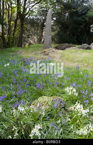 King Orry Grab in der Nähe von Laxey, Isle of man-IOM. Megalithische Tomb.UK.83216 KingOrry Grave. Vertical.Bluebells Stockfoto