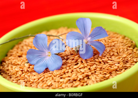 Leinsamen Stockfoto