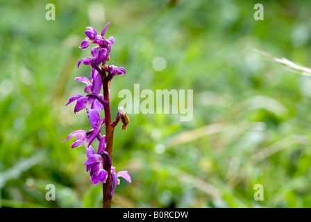 frühe lila Orchidee Orchis mascula Stockfoto