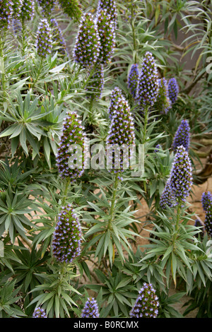 Stolz von Madeira, Echium Candicans Syn Echium Fastuosum; endemische Pflanze von Madeira Stockfoto