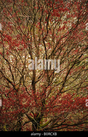 Acer Palmatum Atropurpurea und Magnolien in einem Wald Garten, Schottland, Großbritannien. Stockfoto