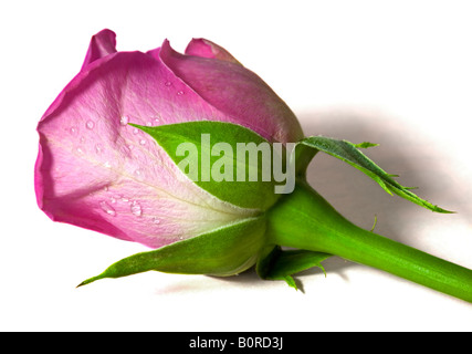 Rosa Rose Knospe Stockfoto