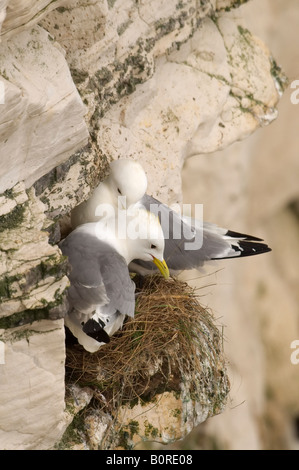 Paar von Dreizehenmöwen nisten auf Kreidefelsen an Bempton an der Küste von Yorkshire Stockfoto