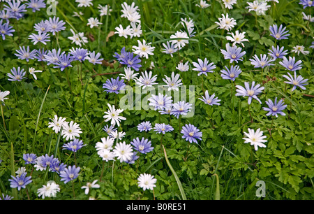 Lila und weißen Anemonen Stockfoto