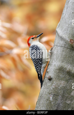 Rotbauch Specht am Buche im Herbst - vertikal Stockfoto