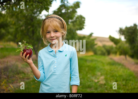 Eine Mädchen nimmt Äpfel in einem Obstgarten auf dem Bauernhof Stockfoto