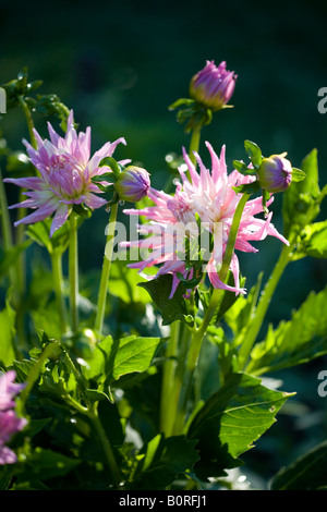 Rosa Dahlia Blumen blühen im Garten Stockfoto