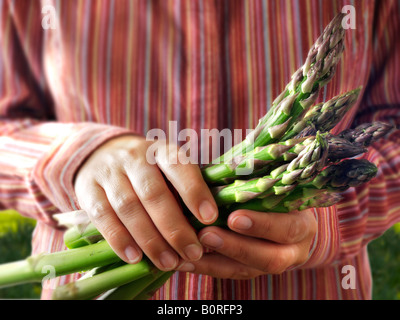 Frauen Hand mit frischem Spargel Stockfoto