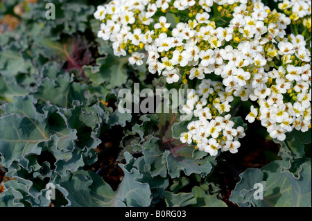 Meerkohl Crambe Maritima, wilde Blume Sizewell Strand, Suffolk England Stockfoto