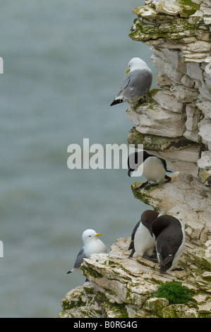 Dreizehenmöwen ein Tordalk und ein paar von Trottellummen alle thront in einem Stapel auf den Kreidefelsen an Bempton in Yorkshire Stockfoto