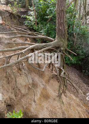 Baum mit exponierten Wurzeln West End Common, in der Nähe von Esher, Surrey. GROSSBRITANNIEN Stockfoto
