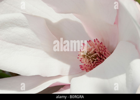 Zentrum einer Blume Magnolia, Magnolia Soulangiana Stockfoto