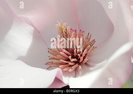 Zentrum einer Blume Magnolia, Magnolia Soulangiana Stockfoto