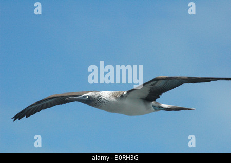 Blue Footed Boobie im Flug, Galapagos-Inseln, Ecuador Stockfoto