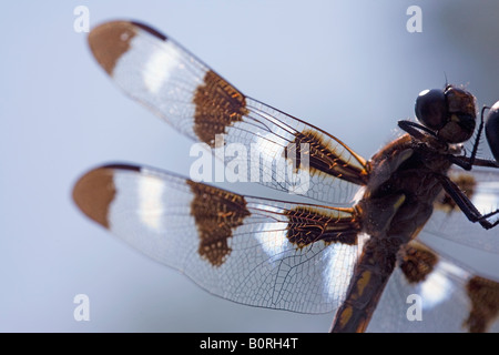 Drachen fliegen Libelle Insekt dicht gestreifte Flügel Bug Stockfoto