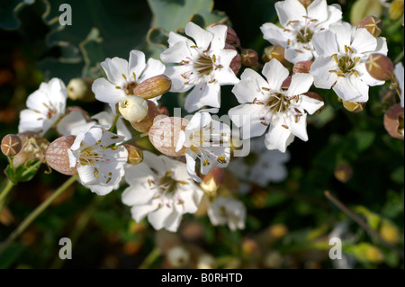 Meer Campion, Silene Uniflora, am Strand von Sizewell Suffolk England. Stockfoto