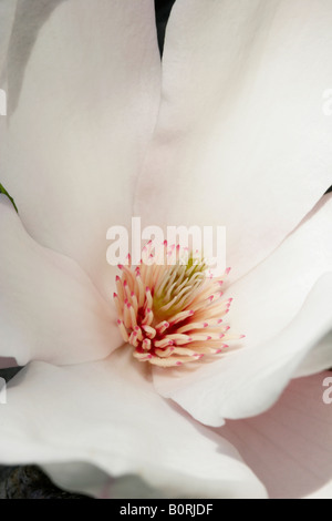 Zentrum einer Blume Magnolia, Magnolia Soulangiana Stockfoto