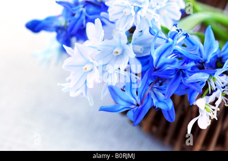 Blauer Blumenstrauß der ersten Frühlingsblumen in einer Korb-Nahaufnahme Stockfoto