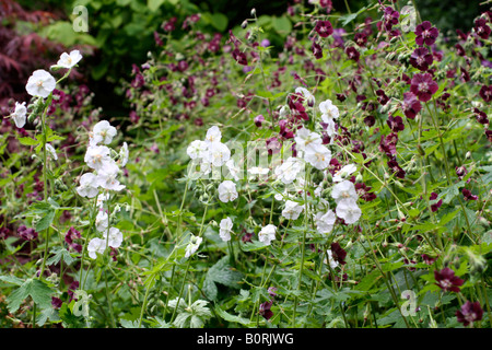 GERANIUM PHAEUM ALBUM Stockfoto