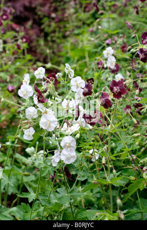 GERANIUM PHAEUM ALBUM Stockfoto