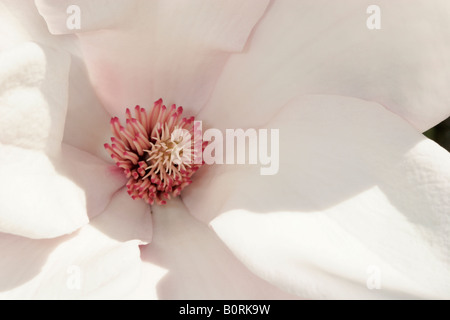 Zentrum einer Blume Magnolia, Magnolia Soulangiana Stockfoto