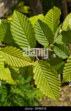 Nahaufnahme der Blätter der Hainbuche im Mai Stockfoto