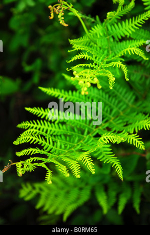 Closeup auf grünen Blätter ein Farn wächst im Wald Stockfoto