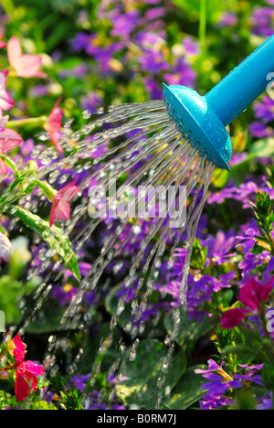 Auf dem Wasser gießen aus Gießkanne auf blühenden Beet hautnah Stockfoto