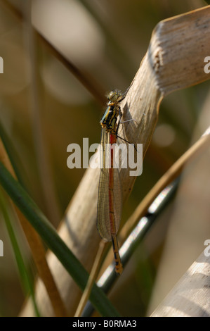 Neu entstanden große Red Damselfly thront auf einem getrockneten Fahnenblatt iris Stockfoto