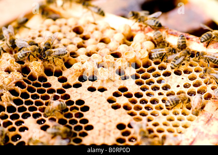 Bienen auf Kamm mit Brutzellen (Arbeiter und Drohne) und Nektar / Honig Zellen (Apis Mellifera) Stockfoto