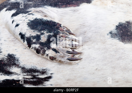 Nahaufnahme des vorderen Flipper eines Toten Kegelrobben "Halichoerus Grypus" Welpen abgewrackten an einem schottischen Strand Stockfoto