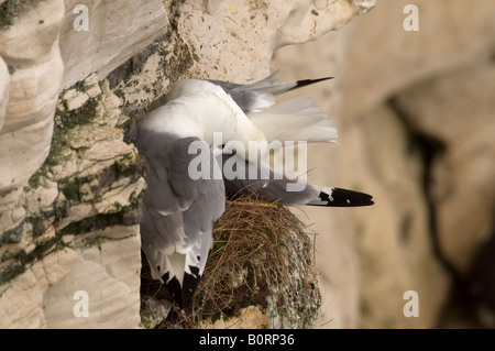 Paar von Dreizehenmöwen nisten auf Kreidefelsen an Bempton an der Küste von Yorkshire Stockfoto